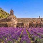 Provence food and wine, lavender field